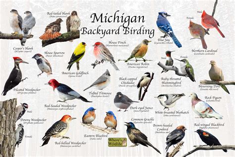 Birds of Michigan Backyard Birding Identification Picture Print/ Great ...