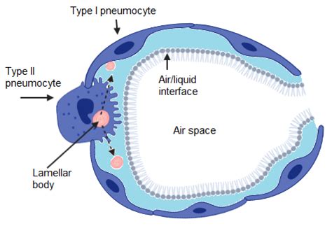 Alveolar Surfactant And Surface Tension