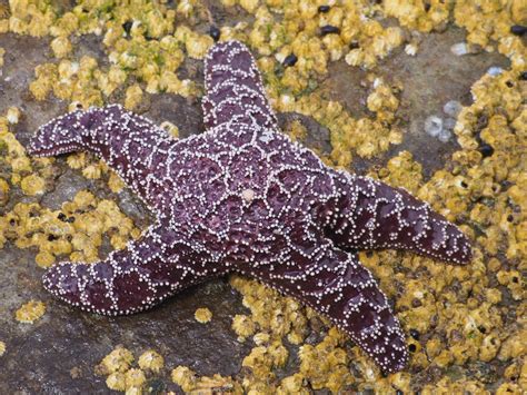 Ochre Sea Star