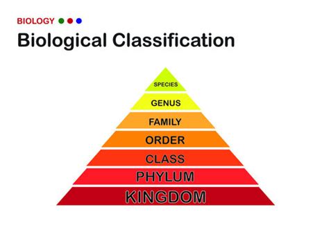 Classification Accuracy Python に対する画像結果