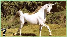 why don t we unicorns today this ballsy what if unicorns were real why don t we unicorns today this ballsy what if unicorns were real