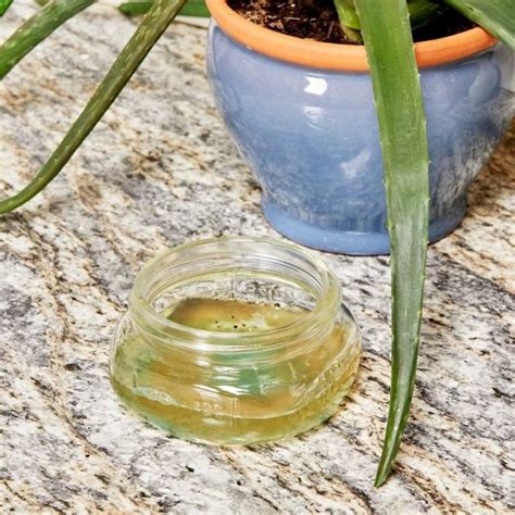 diy gnat trap