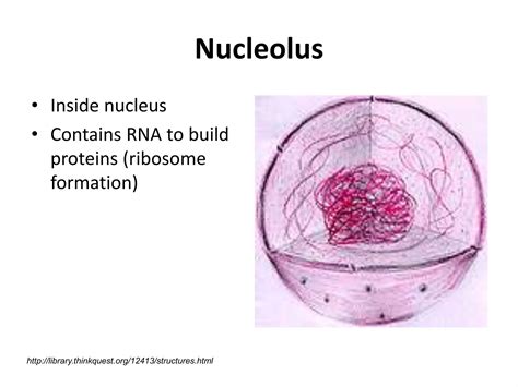 Normal Cell Structure 的图像结果