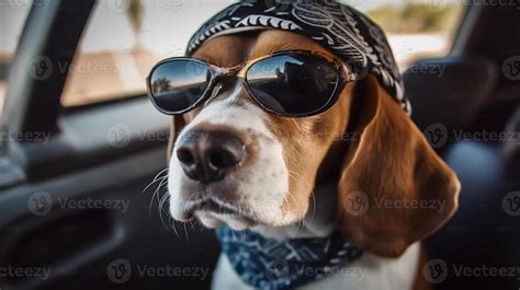 funny beagle dog in sunglasses in the summer sitting in the car, pets ...
