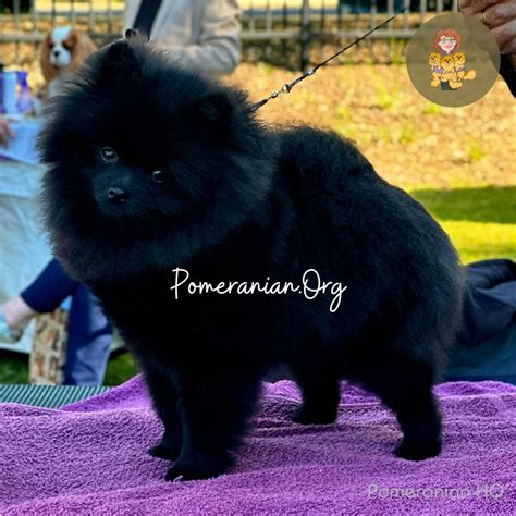 Pomeranian Heat Cycle Information - Pomeranian Headquarters