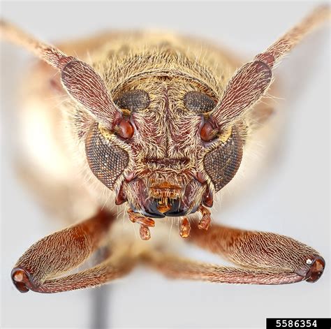 Banded hickory borer, Knulliana cincta ssp. ochracea (Coleoptera ...