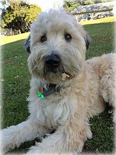 soft coated wheaten terrier haircut photos diesel soft collection of pictures of wheaten terrier haircuts wheaten terrier haircut pictures what soft coated wheaten terrier haircut photos diesel soft collection of pictures of wheaten terrier haircuts wheaten terrier haircut pictures what