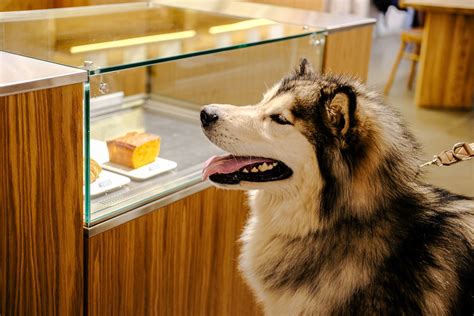 Dog-Friendly Map - Топ-10 самых красивых дог-френдли мест в Москве ...