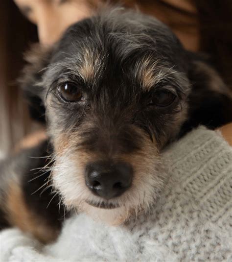 Why Does My Dog Wipe His Nose On Me