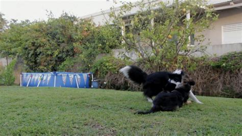 Dogs Playing 的图像结果