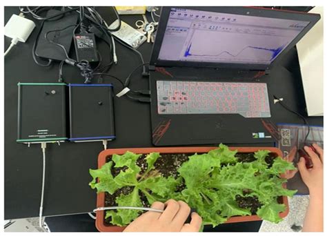 Estimation of Cadmium Content in Lactuca sativa L. Leaves Using Visible ...