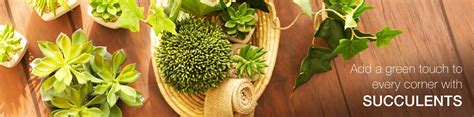 Succulents