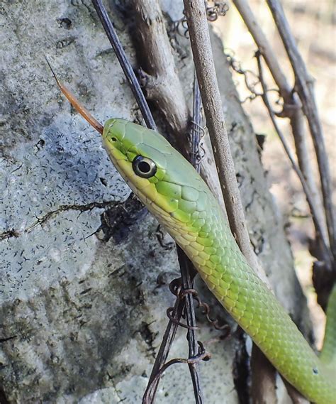 snakes in winter | Roads End Naturalist