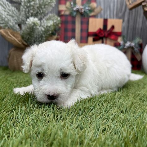 PuppySpot: Is it legit? A Real Dog Mom's Review