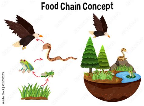 Science Food Chain 的图像结果