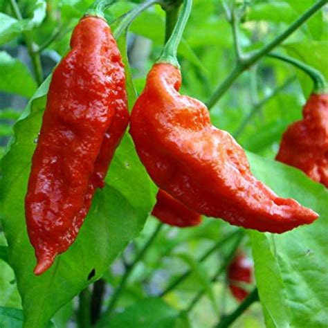 Ghost Chili Pepper Seeds