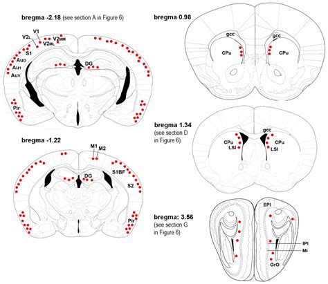 Phosphorylation of Histone H2AX in the Mouse Brain from Development to ...