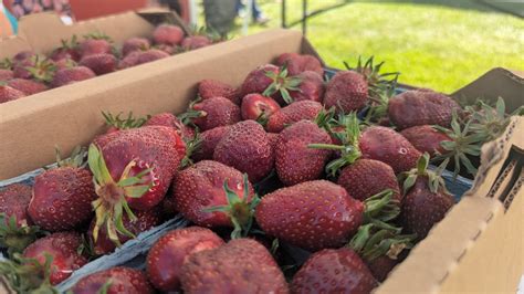 Lebanon Strawberry Festival: 1,125 pounds of berries for iconic ...