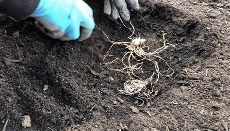 Planting hosta bulbs 💚🌱 Unlock the secrets to a lush shade garden