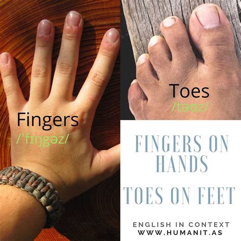 Foot Finger Medical Name at Summer Abbott blog