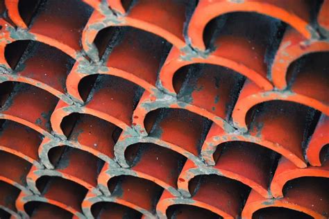 Image result for Parthenogenesis Examples