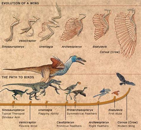Alien Bird Evolution 的图像结果