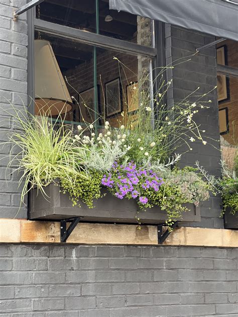 Window Box Plants for a Charming Garden Design