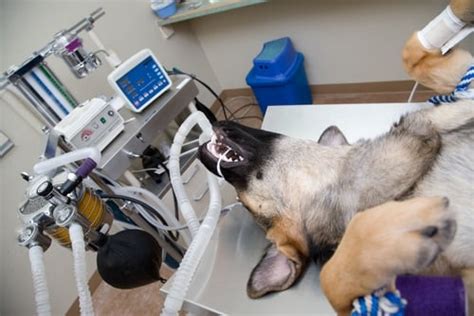 Anesthesia Airway Medicine Given Dog 的图像结果
