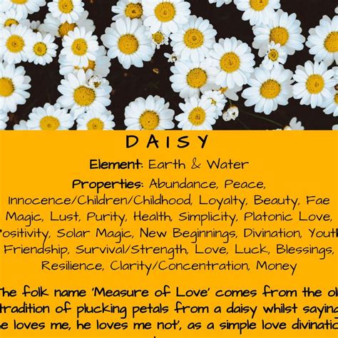 Unveiling the Spiritual Meaning of Daisy Flowers: A Symbol of Purity ...