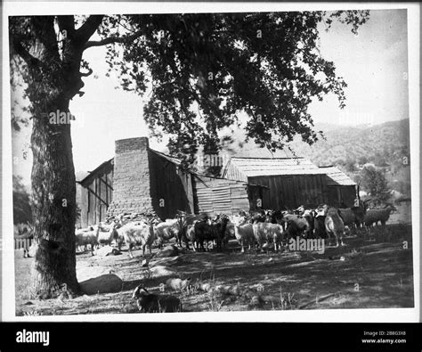 Goat herd owned by Tule River Indians, Tule River Indian Reservation ...