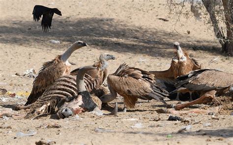 Rajasthan Gaushalas Halt Use of Vulture-Toxic Drugs, Boosting ...