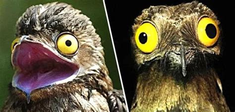 Image result for Animals to Draw in Google Colab Using Python Code