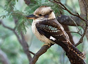 Image result for SQL Database Store Membership Information