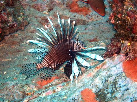 What They Eat Lionfish