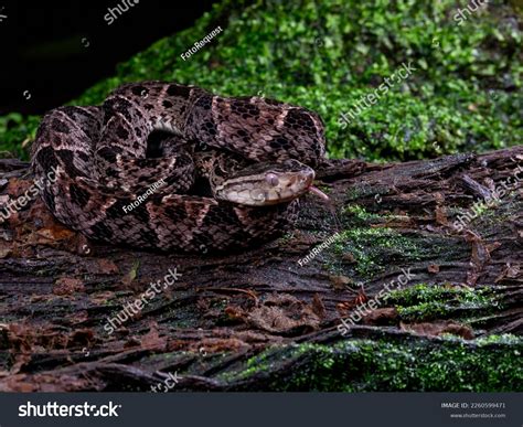 Ferdelance Snake Night Tropical Rainforest Costa Stock Photo 2260599471 ...