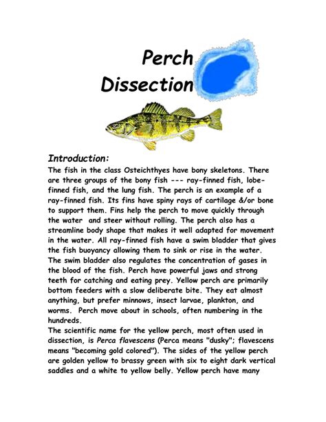 Image result for Perch Fish Dissection