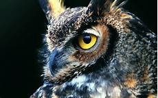 Best Owl Wallpaper by Owl Wallpapers Best Wallpapers Best Owl Wallpaper