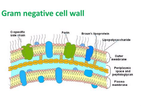 Bacterial Cell Structure 的图像结果