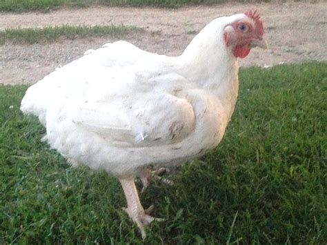 Cornish Cross Chicken