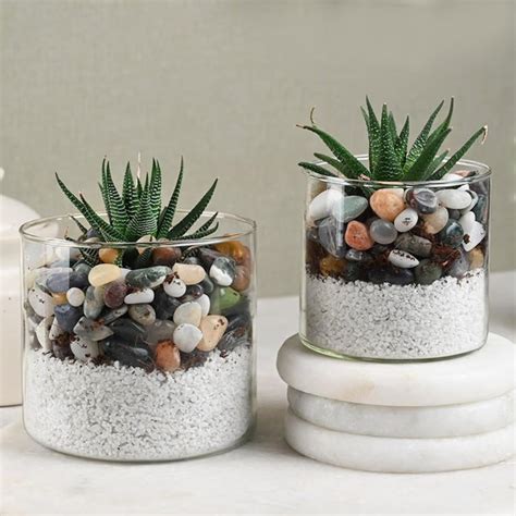 Floweraura Set of 2 Air Purifying Live Haworthia Terrarium Plant with ...