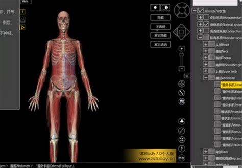 人体骨架多视角 3D-人体结构5|插画|艺术插画|御猫神_原创作品-站酷ZCOOL