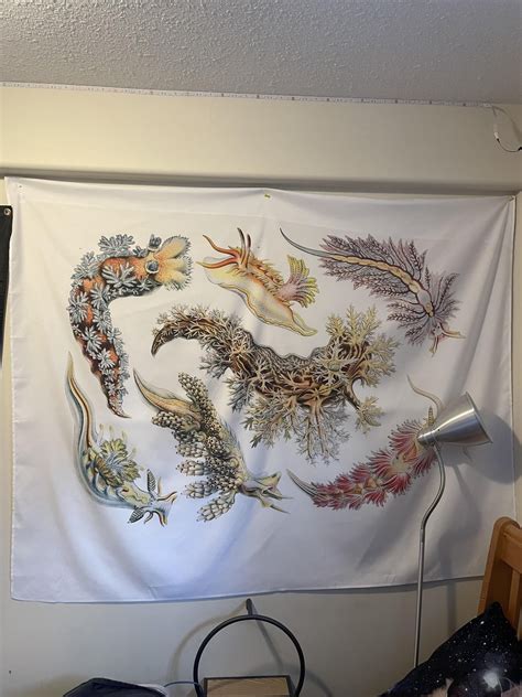 wondering if anyone could help identify the species of nudibranch of these slugs on the tapestry ...