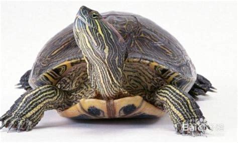 怎么区分乌龟的种类-百度经验
