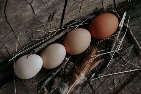 Difference Between Brown And White Eggs: 6 Facts To Know