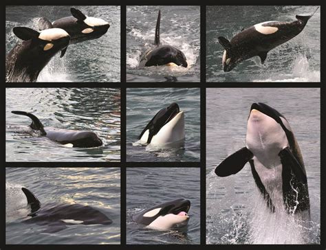 Image result for Dolphin Partner Optimization Algorithm