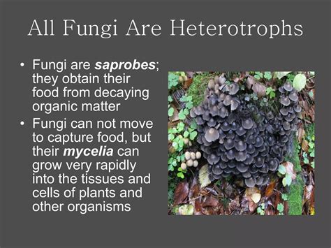 Ecology Of Fungi | PPT