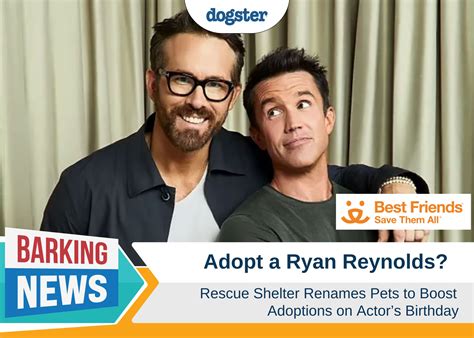 Odie Pet Insurance Review 2024: An Expert’s Breakdown – Dogster