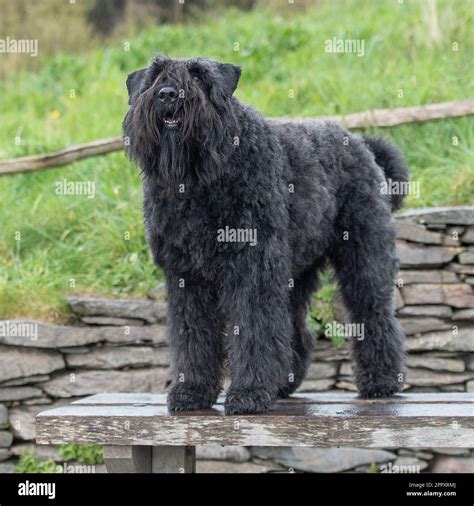 bouvier des flandres Stock Photo - Alamy