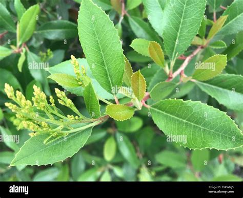 Toyon (Heteromeles arbutifolia) Plantae Stock Photo - Alamy