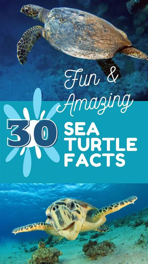Sea Turtle Fun Facts 的图像结果